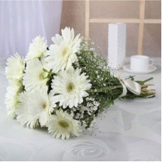 White Gerbera