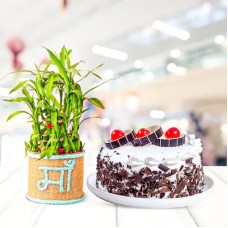 Plant & Cake