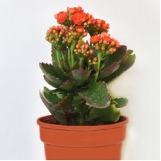 Kalanchoe Orang Plant