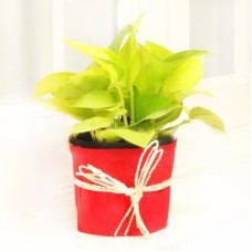 Lucky Money Plant