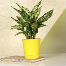 Gorgeous Aglaonema Sliver Plat