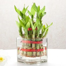 Lucky Bamboo