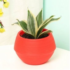 Refreshing Milt Sansevieria