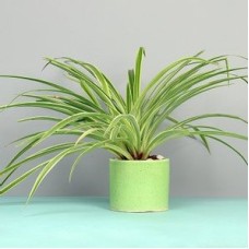 Spider Plant In Green Vase