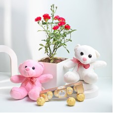 Valentine Day Chocolate Teddy N Plant