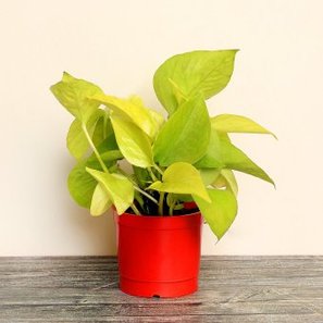 Golden Money Plant