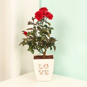 Love Red Rose Plant