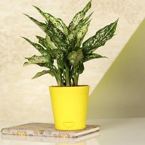 Gorgeous Aglaonema Sliver Plat