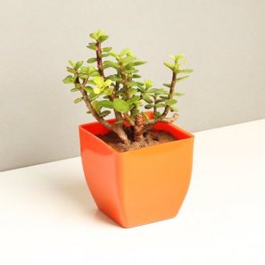 Jade Plant