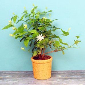 Jasmine Plant