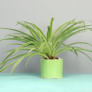 Spider Plant In Green Vase